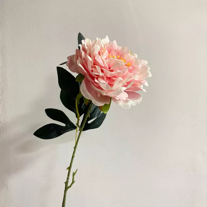 Mẫu đơn dài một thân cây hoa mẫu đơn giả