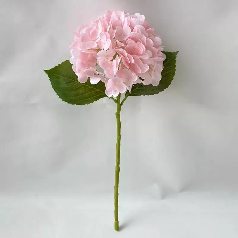 Touch Touch Forangea nhân tạo