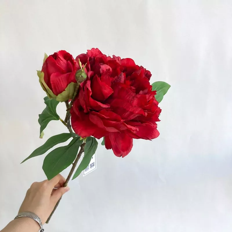Hoa mẫu đơn hoa mẫu đơn lụa