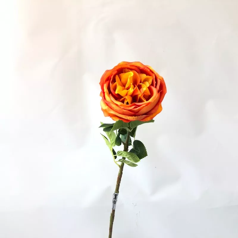 Hoa mẫu đơn màu trắng
